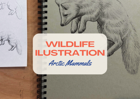 Wildlife illustration of an arctic fox